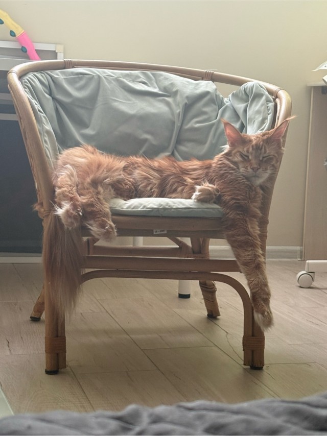Котовторник же!