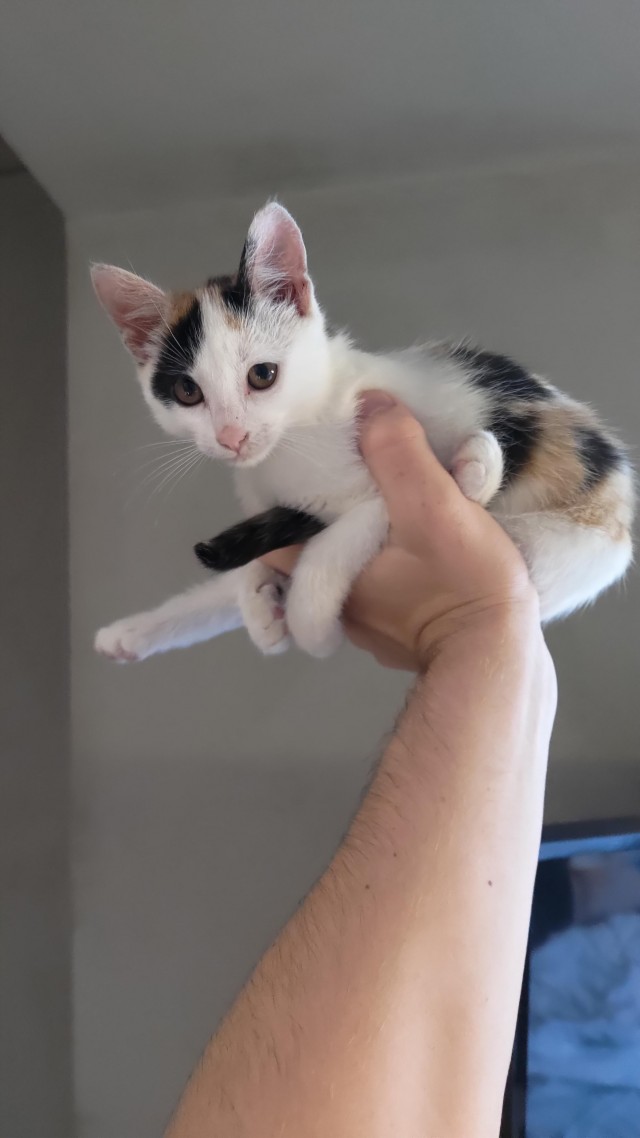 Котëнок с румынской дороги