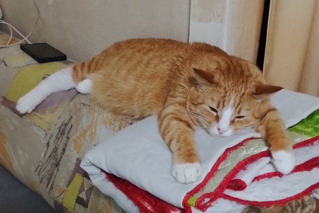 Сегодня котовторник.