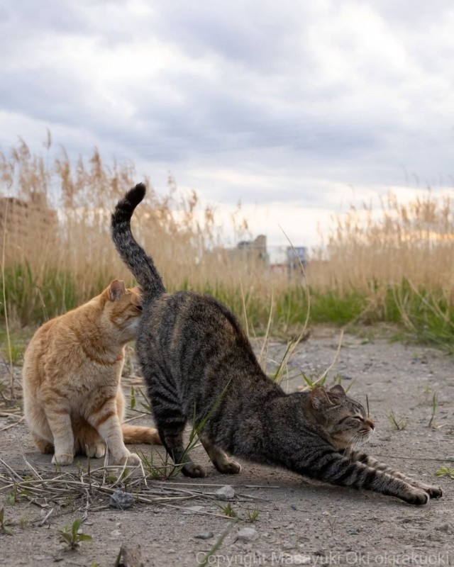 Котиков много не бывает))) отдохните от суетного мира