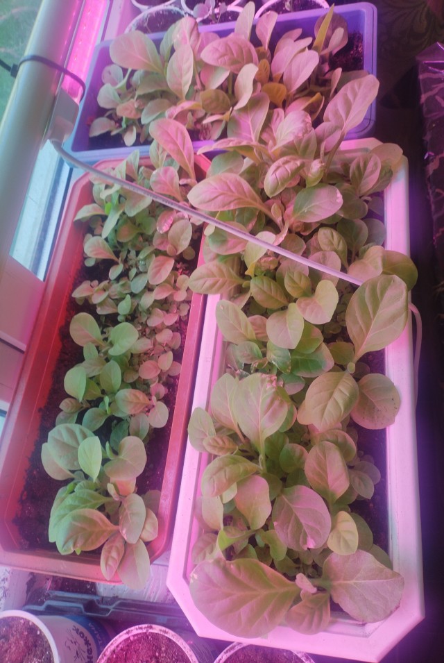 Про Вайлдберриз