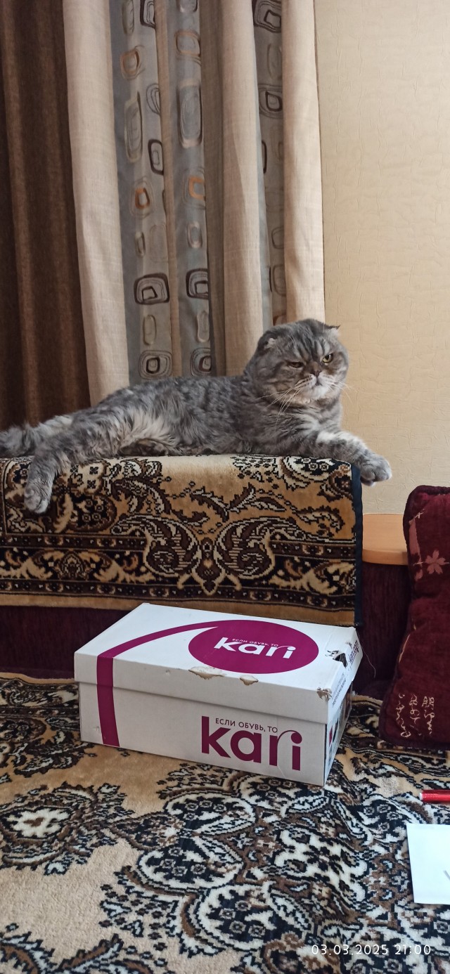Принимайте в ряды вислоухих