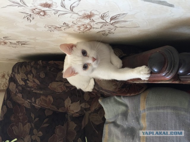 по по поводу макса