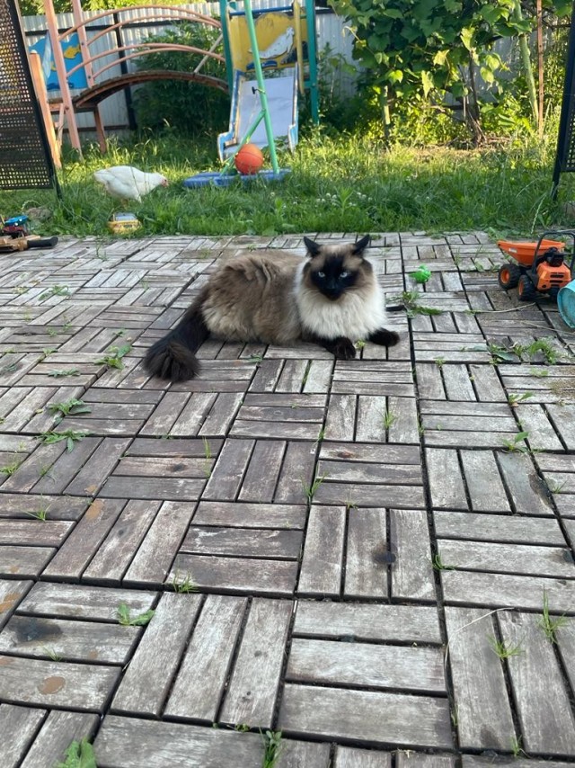 У меня самый красивый кот на свете!