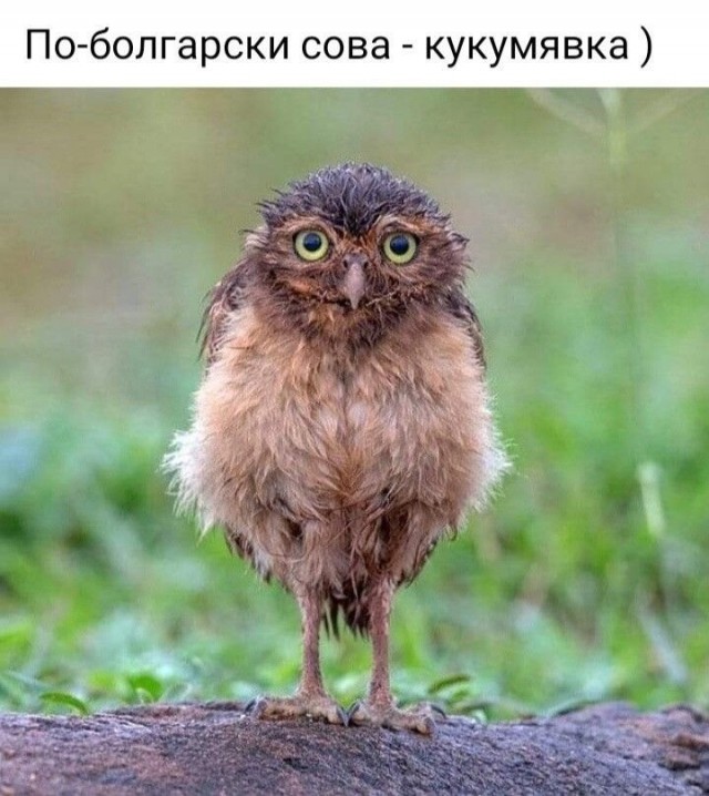 Shaman сжег свои кожаные штаны в русской печи