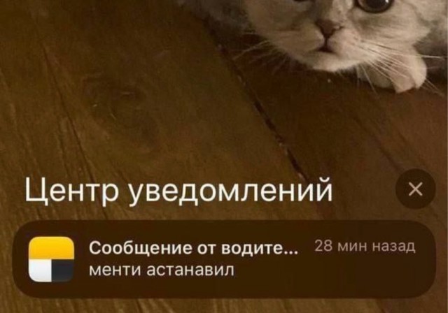 Веселое настроение в картинках 01.08.26
