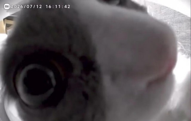 Видео от лица умной кормушки