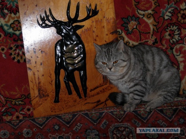 Котовторник  10.12.2013