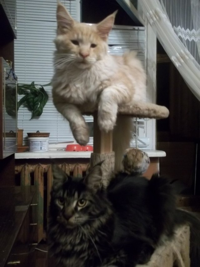 Кунята, 3 недели.