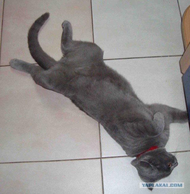Котовторник 25.02.2014