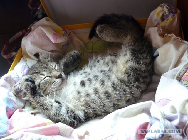 Котовторник  08.04.2014