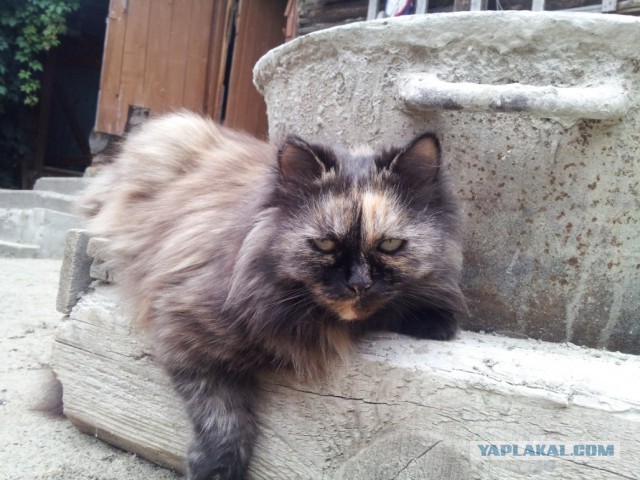 Котовторник 02.09.2014