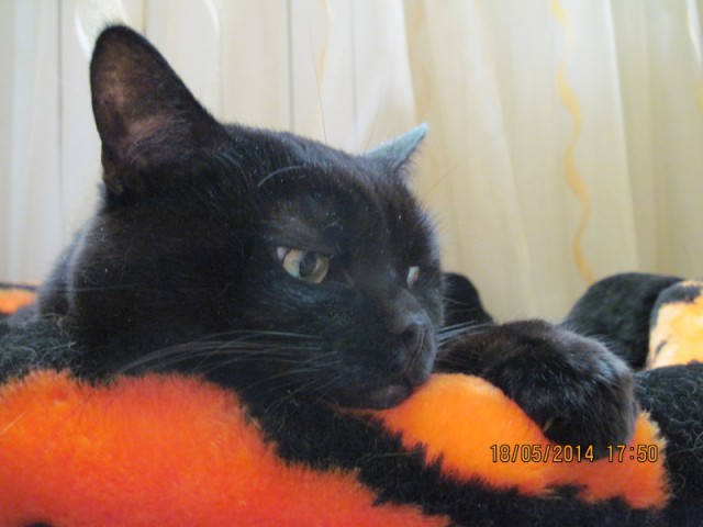 Котовторник 16.09.14