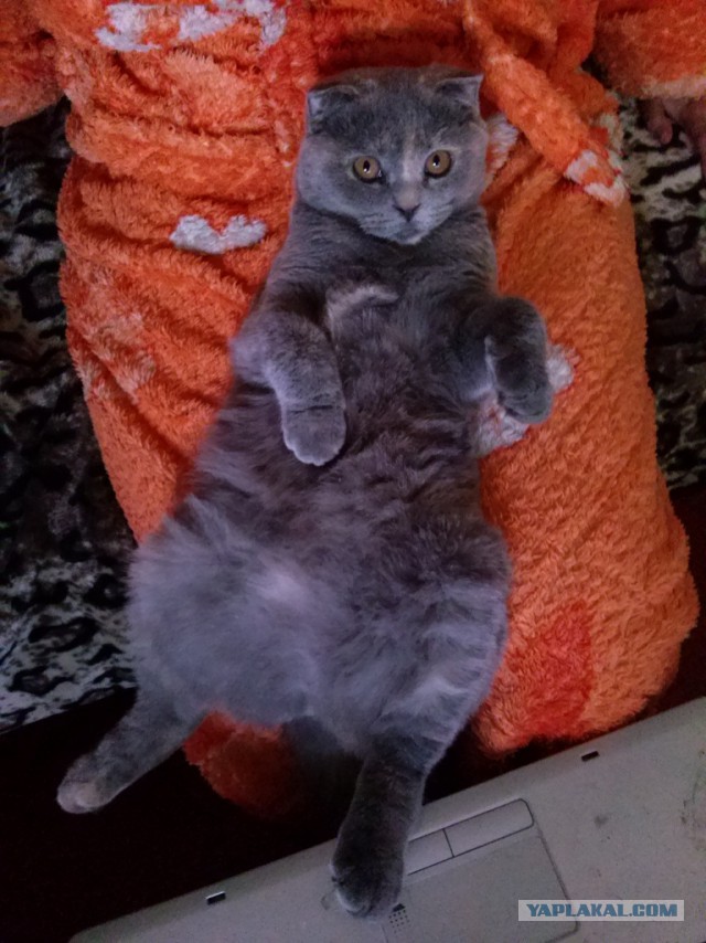 Котовторник 21.10.2014