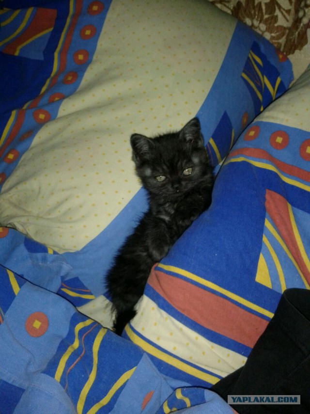 Котовторник 25.11.2014
