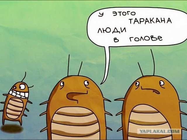 Куда пропали тараканы?