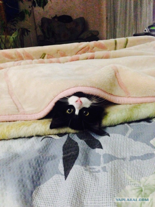 Котовторник 27.01.2015