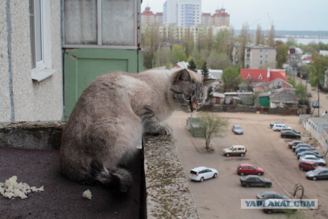 Возвращение потеряшки
