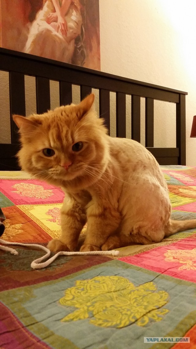 Котовторник 28.04.2015
