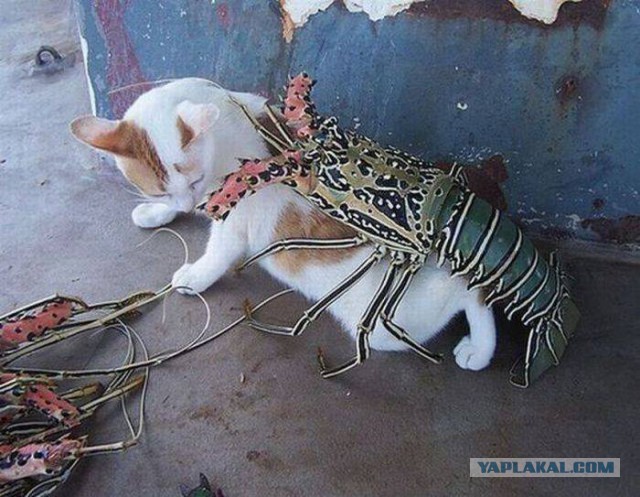 Весёлости