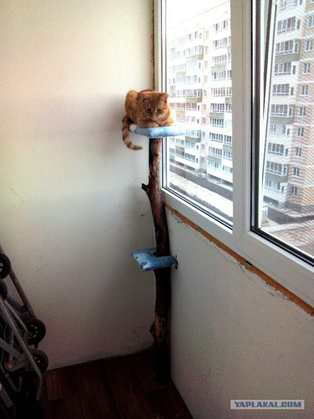Котовторник 16.06.2015., Котовторник наступил!