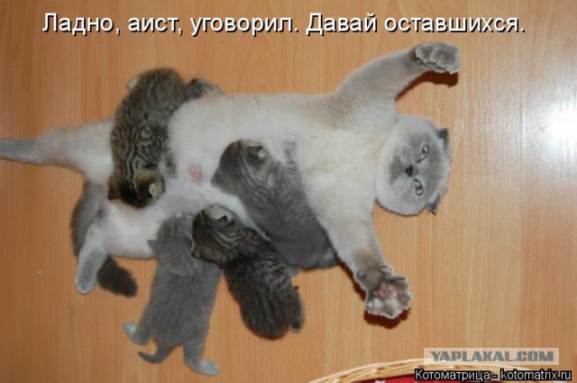 Прикольные коты
