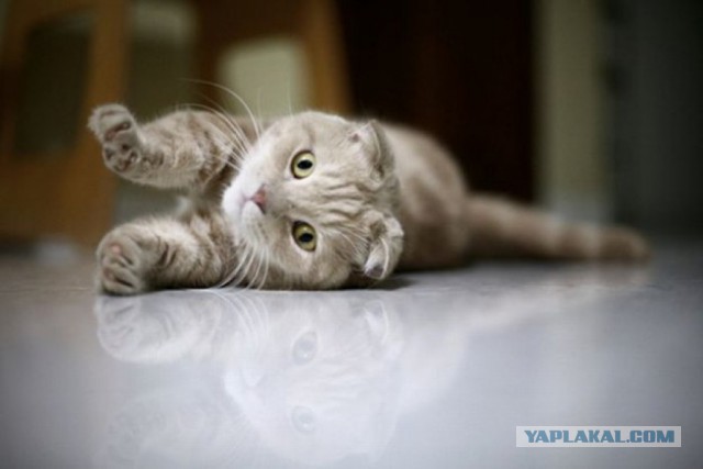 17 фотографий котов