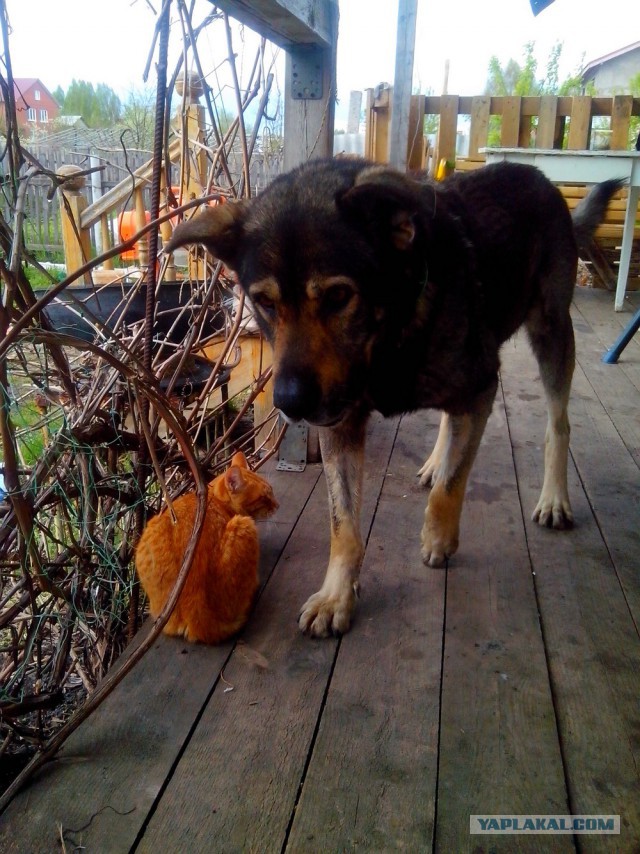 Собакочетверг же, ау!