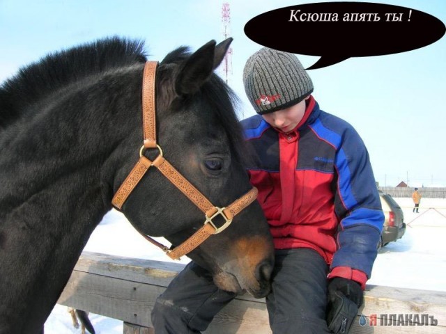 Все о КОНЯХ, ЛОШАДЯХ, ОСЛАХ