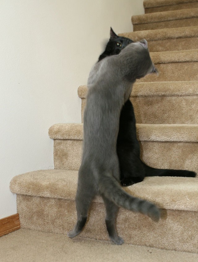 Коты, кошки, котята