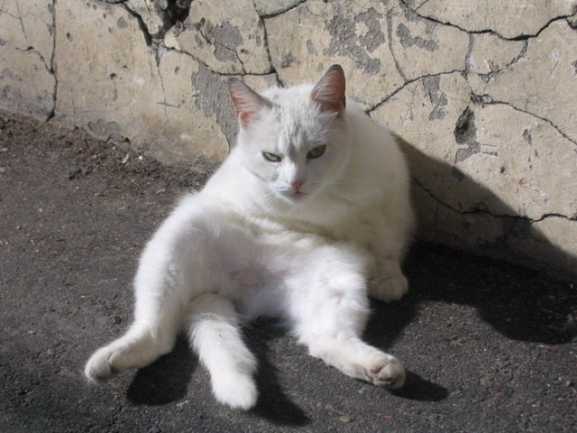 Коты, кошки, котята