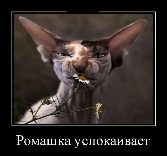 Позитивная подборка демотиваторов