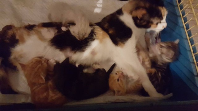 Про кошку