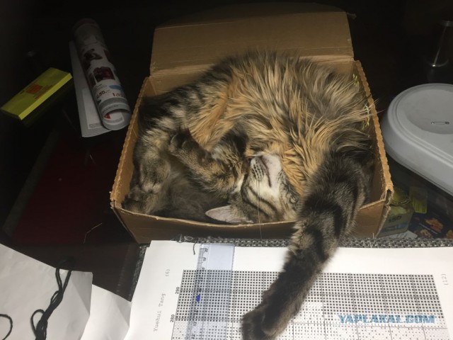 Если кот спит, значит, кот сыт