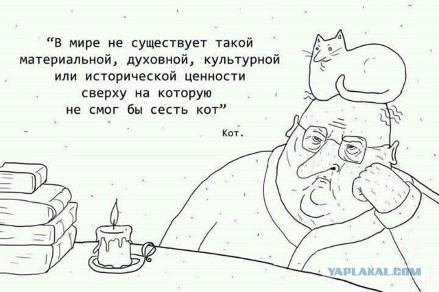 20 открыток с истинными мыслями котов
