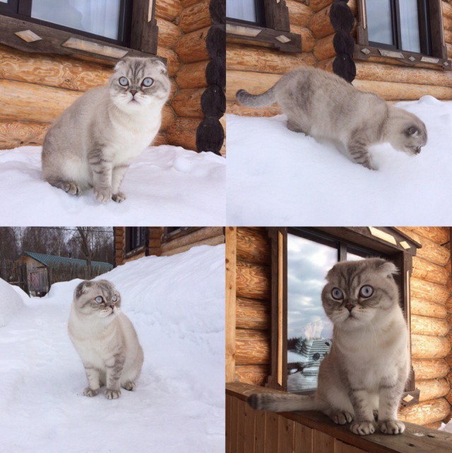 Коты и Кошки