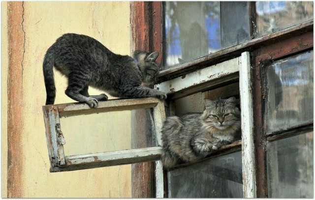 Коты и Кошки