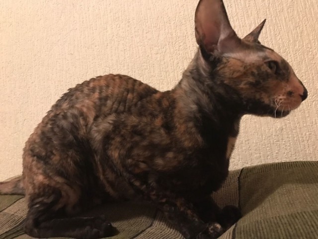 Коты и Кошки