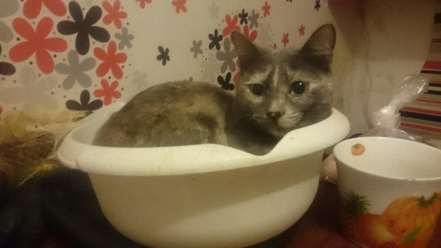 Коты и Кошки