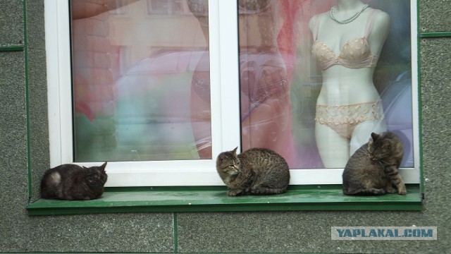 Котовторник 13.06.2017