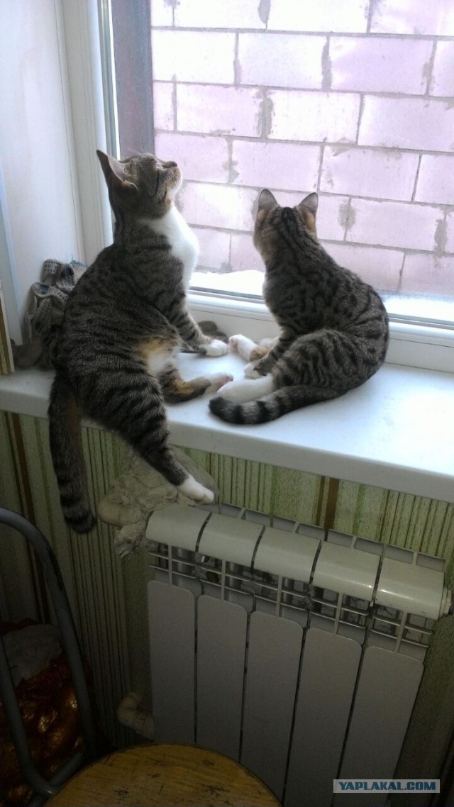 Котовторник 12.12.2017