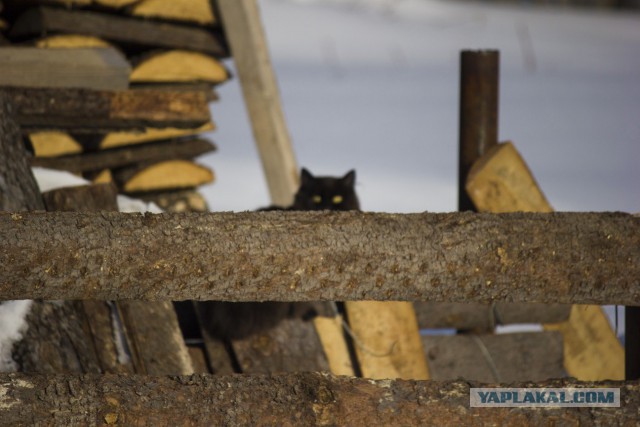Котовторник  13.02.2018