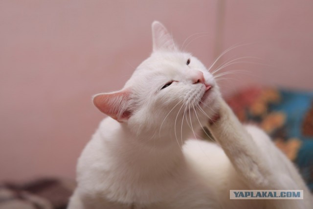 Котовторник 20.02.18