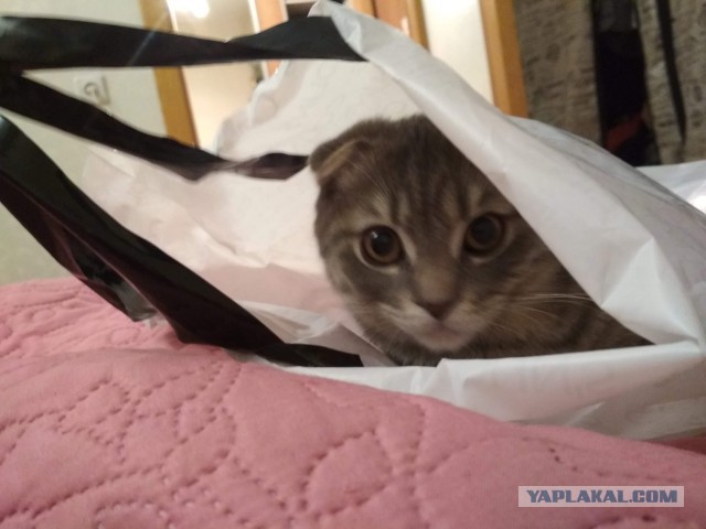 Кот без прикрас