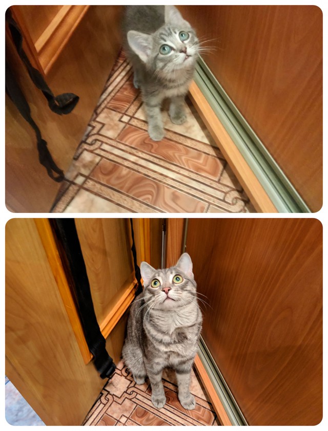 Котовторник 22.05.2018