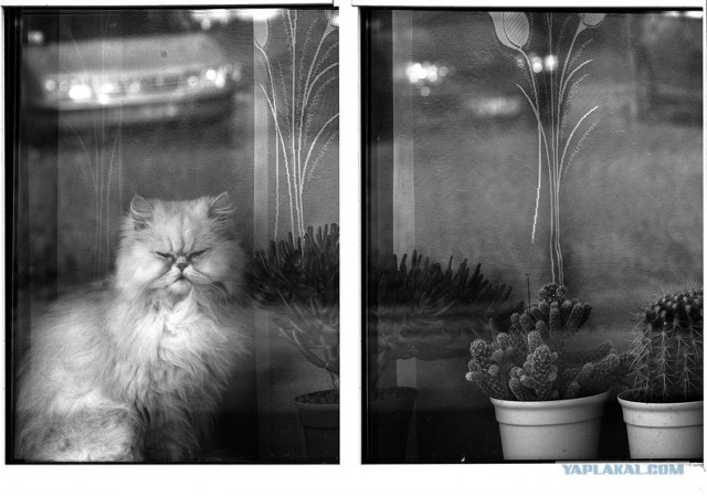 Котовторник (16.09.08)