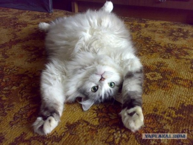 Начинаем котовторник!