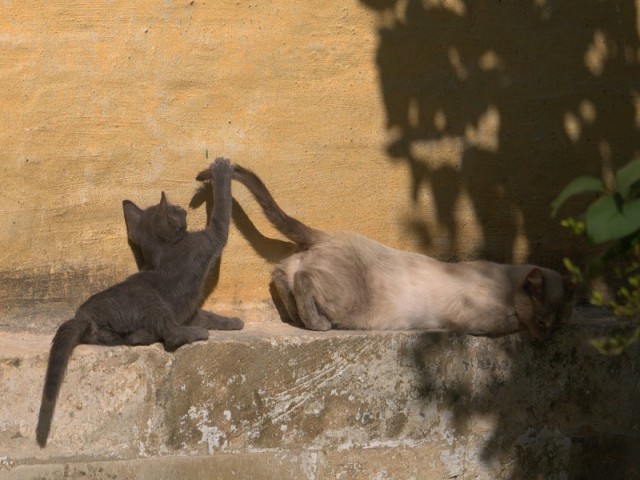 Котовторник! 11.10.11