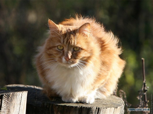 Котовторник (07.02.2012)