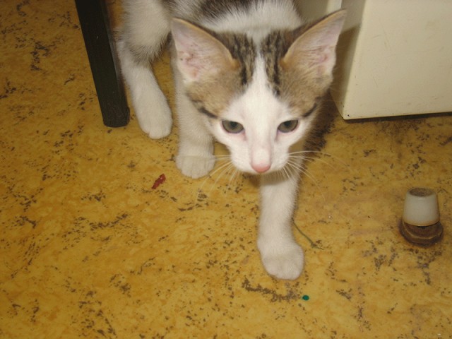 Котовторник 8 мая 2012